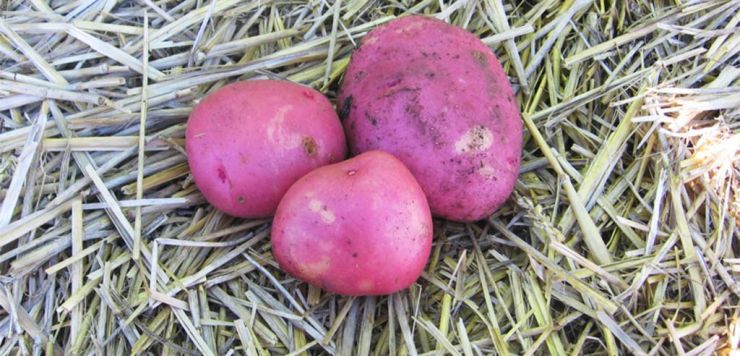 Картофель выращенный под соломой получается чистым и здоровым